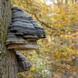 Autumn in the High Fens